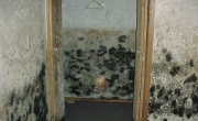 Close-up of indoor mold growth